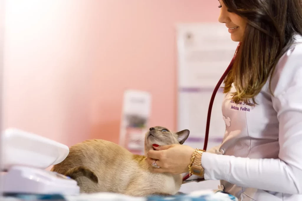 Banho e tosa para gatos: em destaque está uma médica veterinária de cabelos castanhos, vestindo jaleco e estetoscópio. Ela está acariciando um gato, que está deitado e olhando para cima.