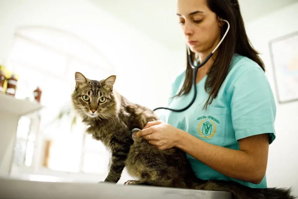 Uma mulher branca, médica veterinária, de cabelos castanhos, utilizando um estetoscópio num gato que está sentado numa mesa na frente dela.