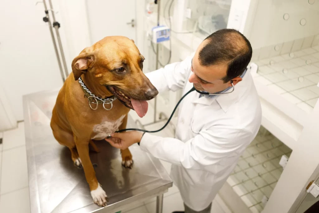 Imagem de consulta utilizando Inteligência artificial na medicina veterinária: Médico veterinário branco consultando cão marrom de grande porte.