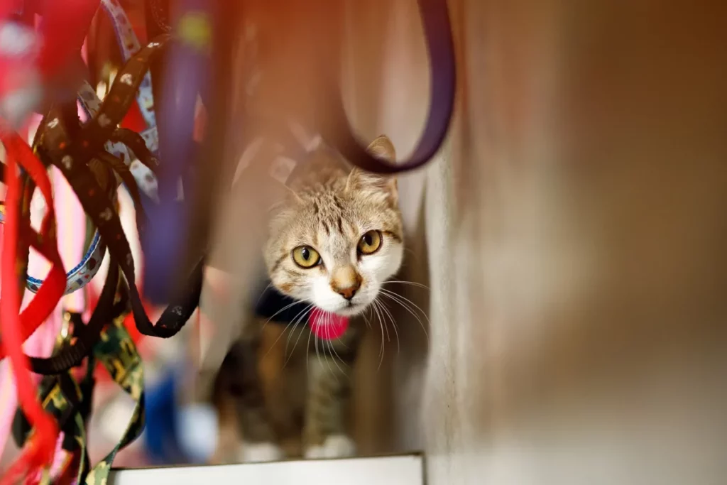 Um gato caminhando em uma prateleira em direção a câmera. Ele caminha por trás de várias coleiras que estão nesta prateleira.