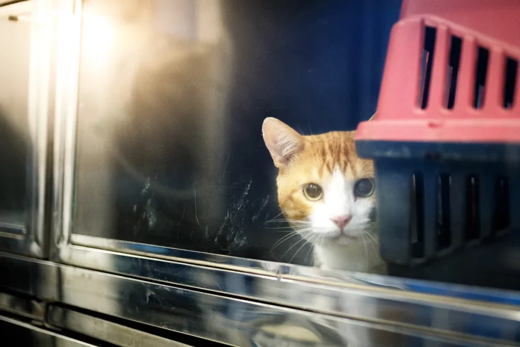Banho e tosa para gatos: atrás de um vidro, um gato amarelo encara algo a sua frete. Do lado dele há uma caixinha de transporte vermelha.