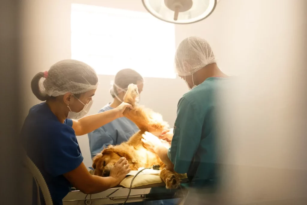 Equipe veterinária operando cachorro golden Retriever 