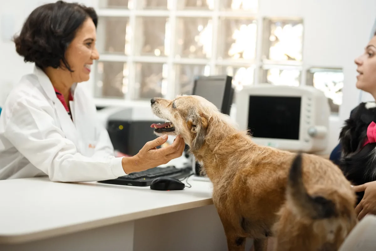 Pacotes de serviços: 4 ideias para clínicas veterinárias