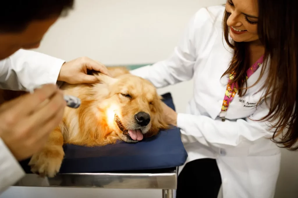 Pacotes de serviços: 4 ideias para clínicas veterinárias