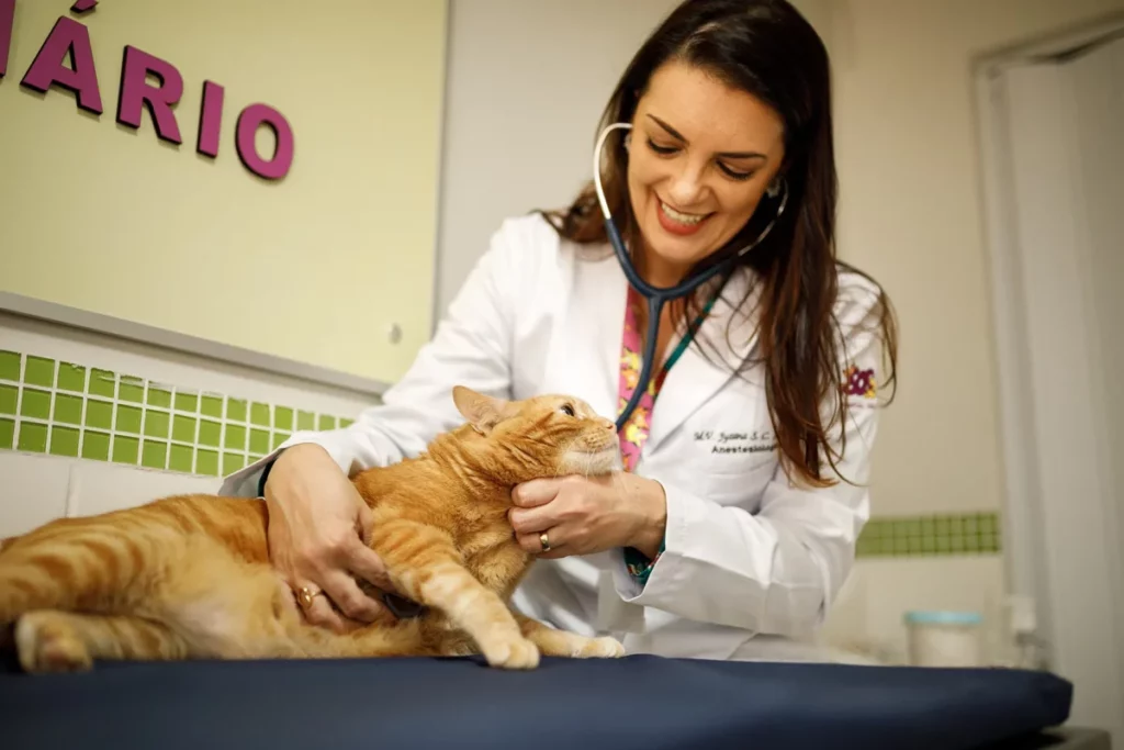 O que postar no Instagram: uma médica veterinária, utilizando estetoscópio e jaleco branco, apalpa um gato laranja que está na maca